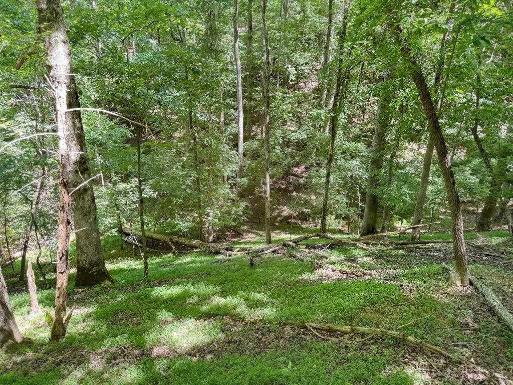 Ellijay, GA 30540,00 Chattle Way