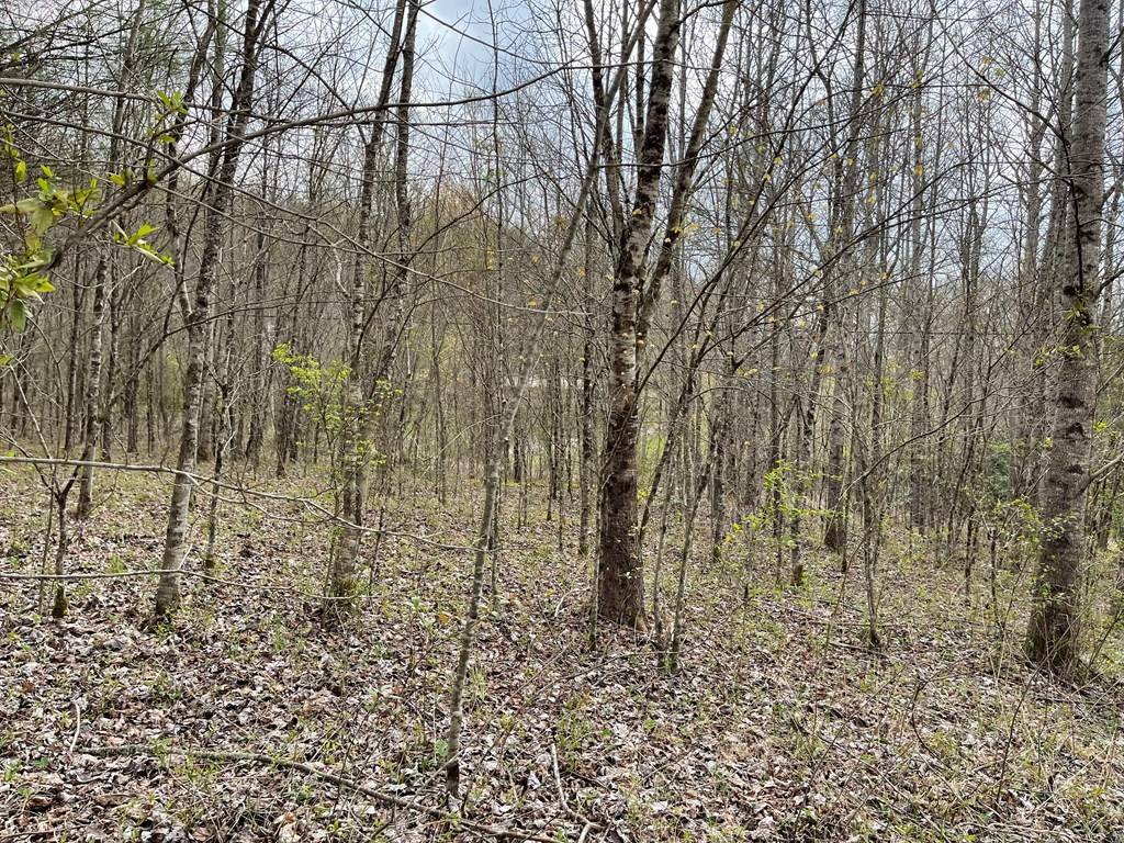 Hayesville, NC 28904,12.1 AC Laurel Branch Road