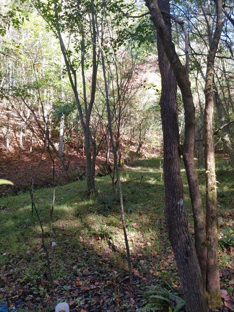 Mineral Bluff, GA 30559,0 Kaleb Trail