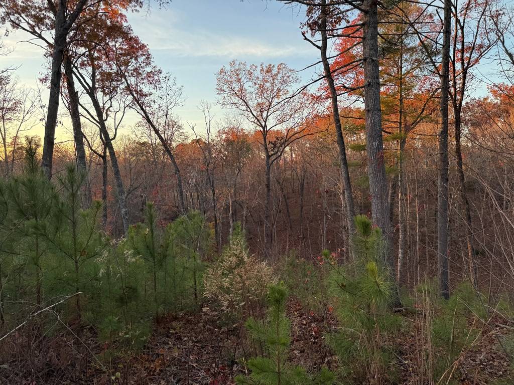 Ellijay, GA 30541,LOT 133 Sundown Trail