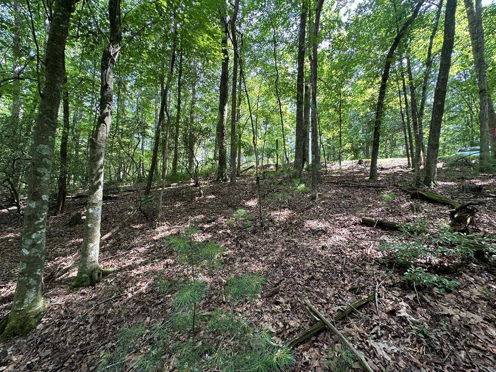 Ellijay, GA 30540,Lot 305 Seneca Dr