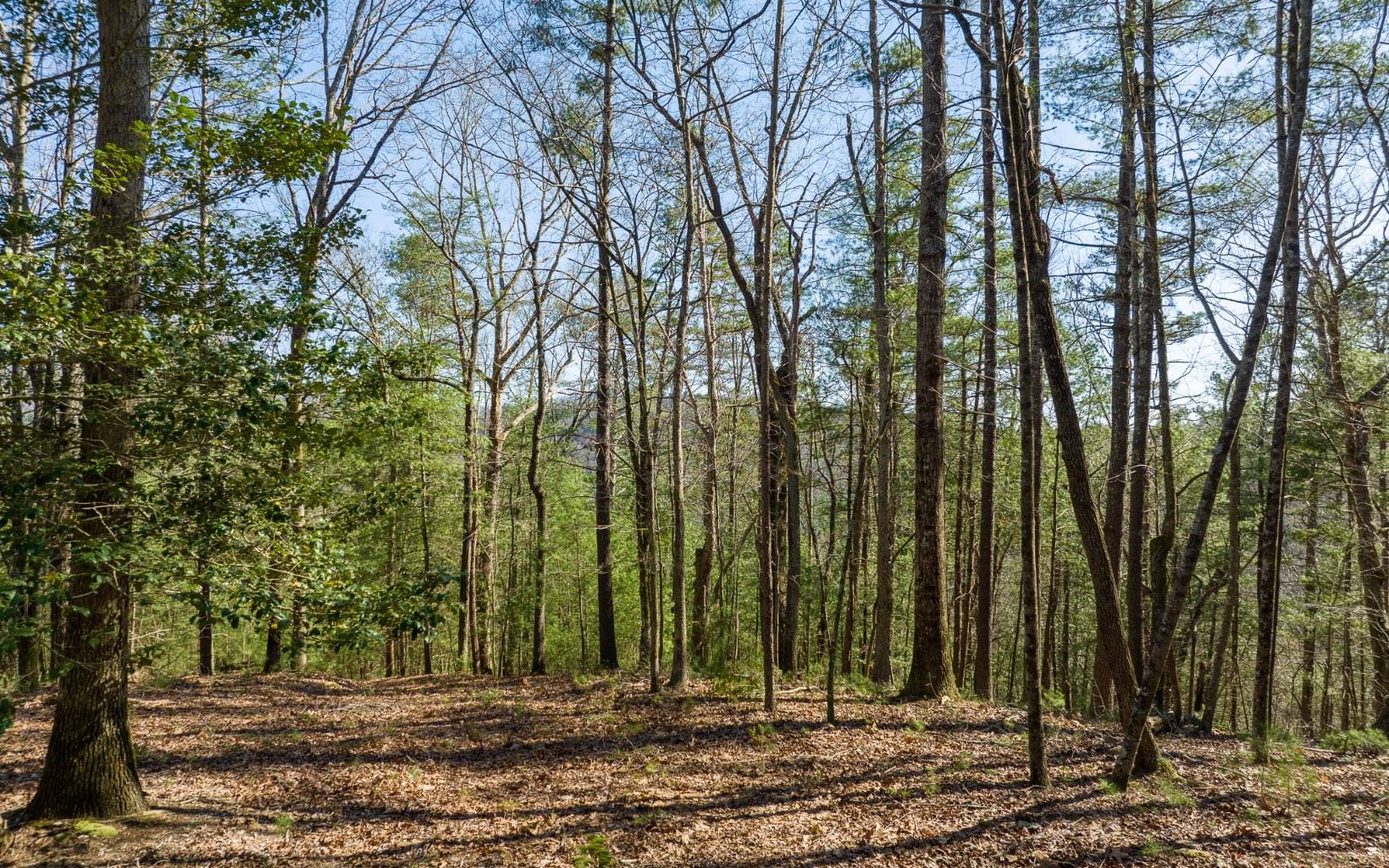 Ellijay, GA 30540,3+AC Coatopa Court