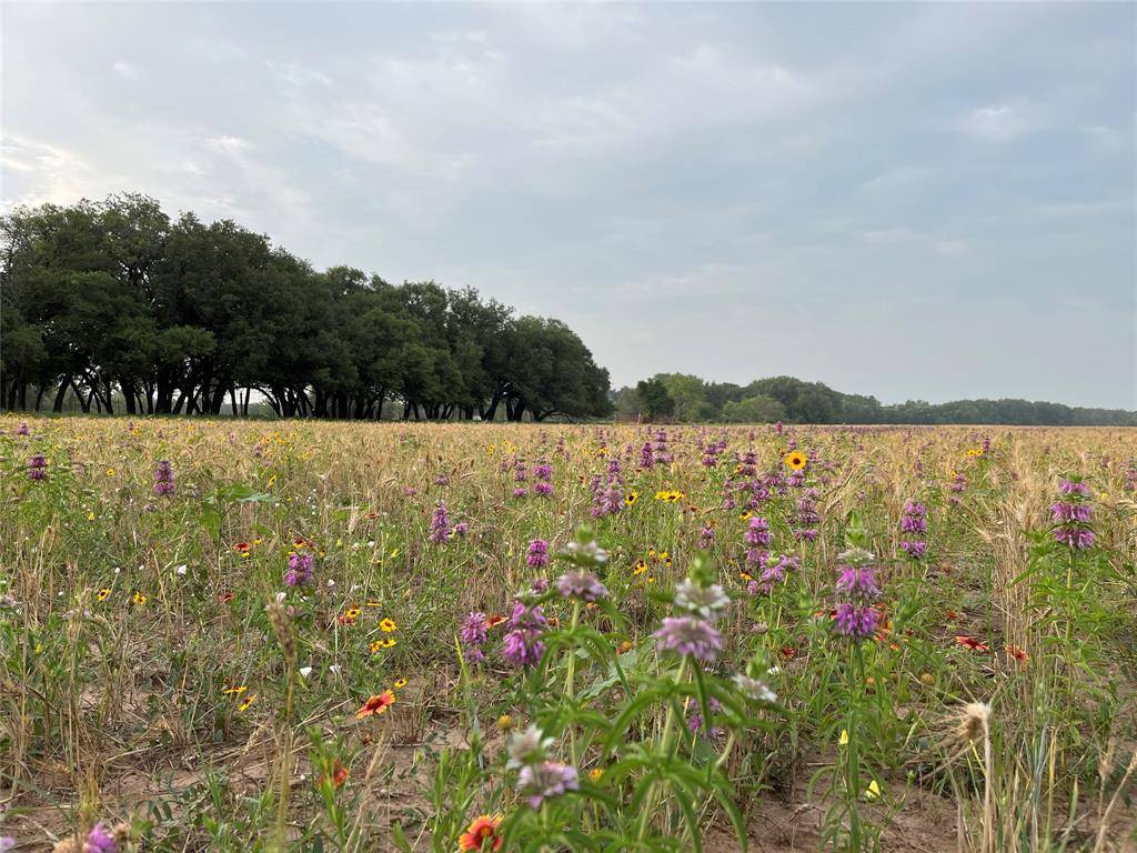 Tuscola, TX 79562,TBD CR  131