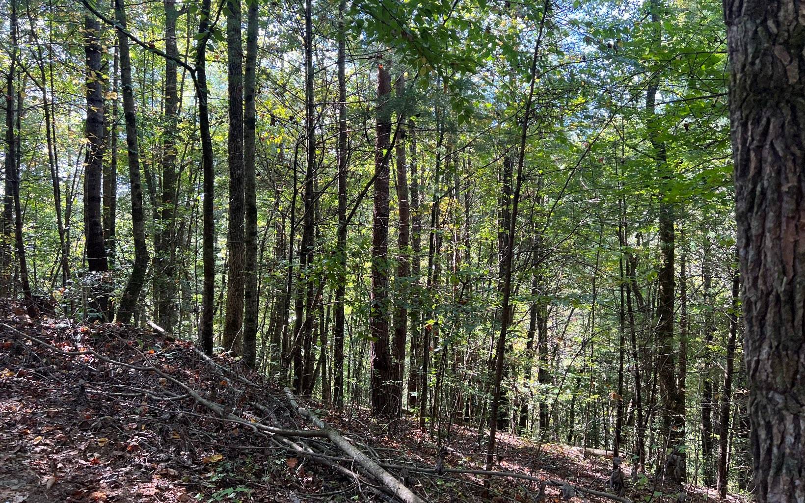 Ellijay, GA 30540,5 ACRES Conasauga Drive