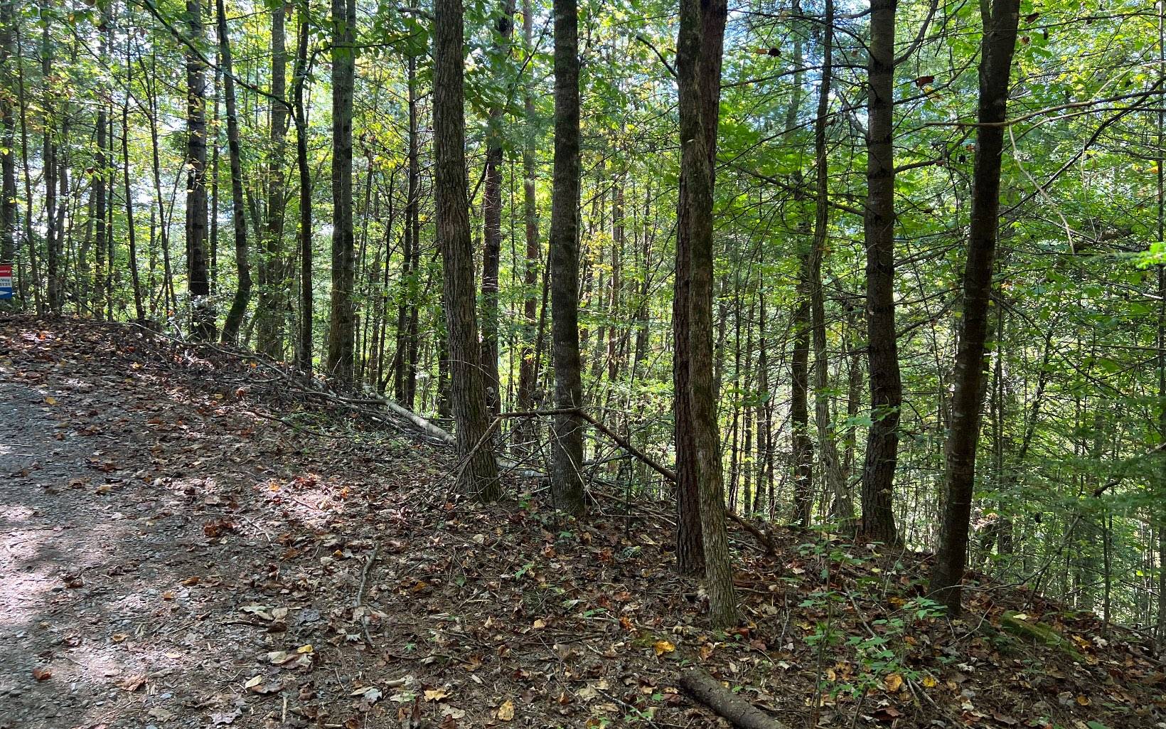 Ellijay, GA 30540,5 ACRES Conasauga Drive