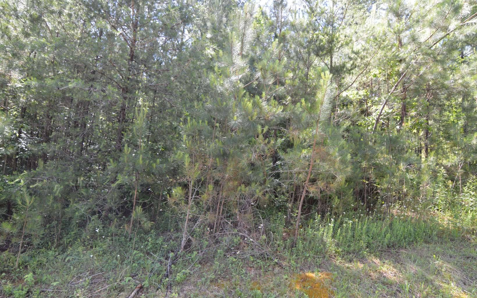 Blairsville, GA 30512,LOT14 Loftis Mountain