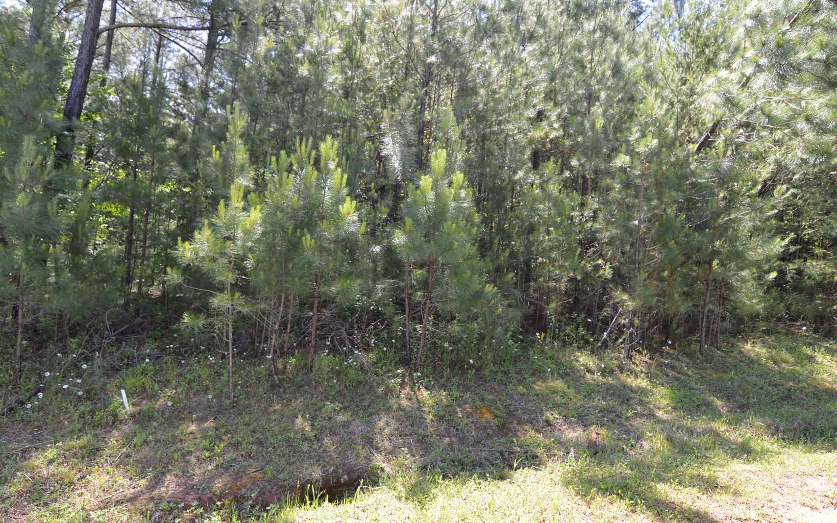 Blairsville, GA 30512,LOT14 Loftis Mountain