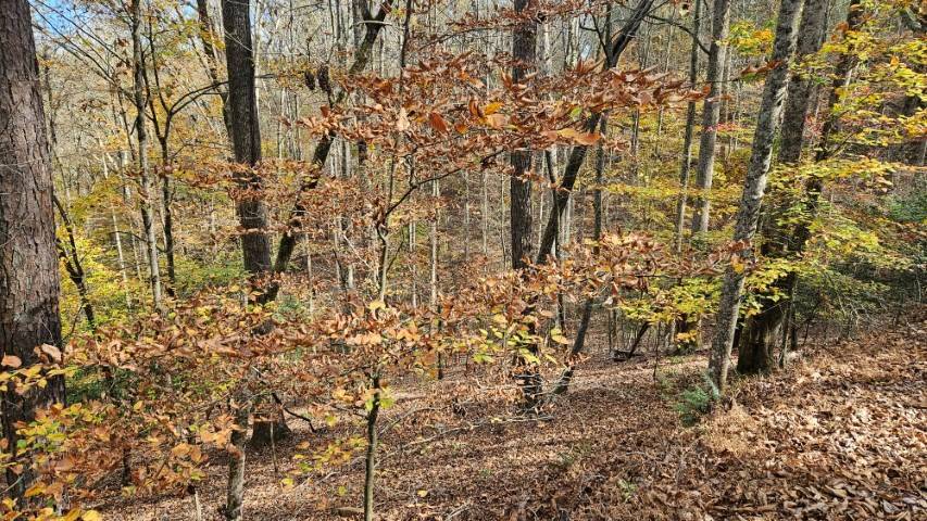 Epworth, GA 30540,Lot 266 Catawba Circle