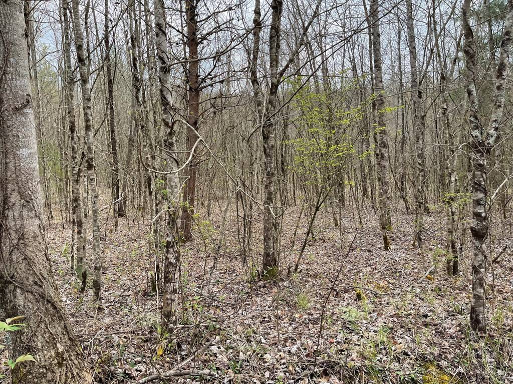 Hayesville, NC 28904,12.1 AC Laurel Branch Road