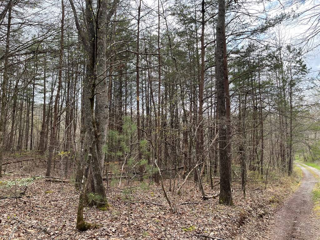 Hayesville, NC 28904,12.1 AC Laurel Branch Road