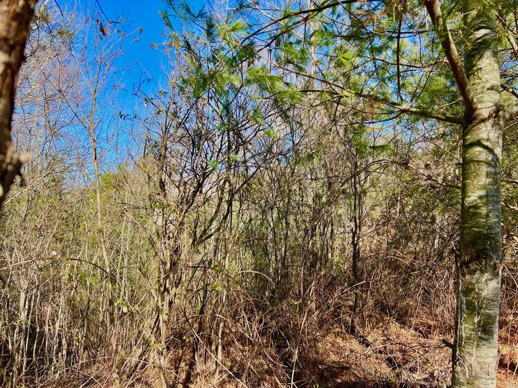 East Ellijay, GA 30540,Lot 14 Valley Court