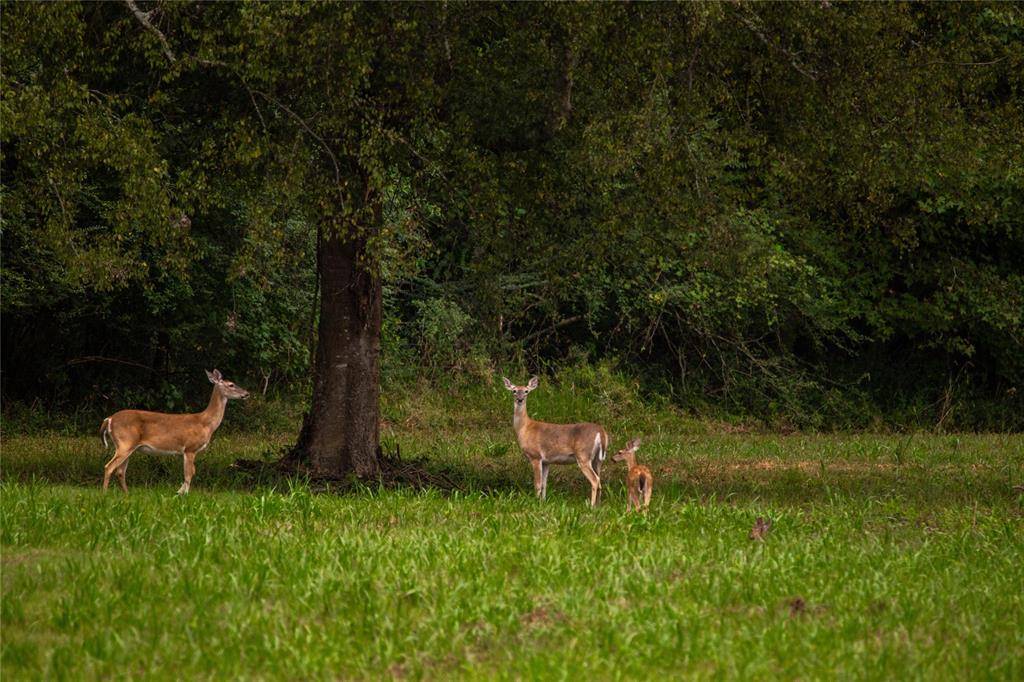 Longview, TX 75604,2101 Rocking B Ranch Road