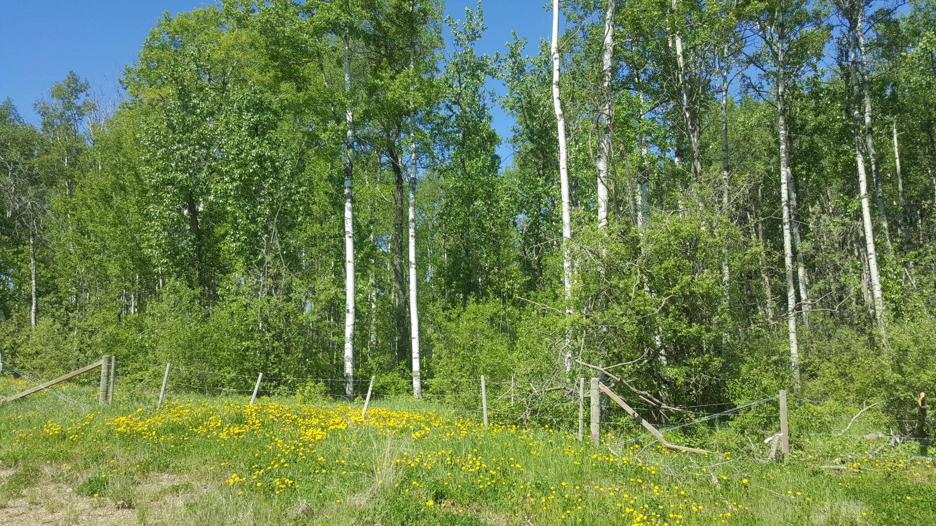 Rural Northern Lights County Of, AB T8S 1R7,.... Weberville RD