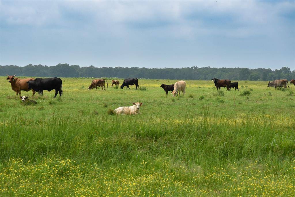 Grapeland, TX 75844,TBD CR 2210