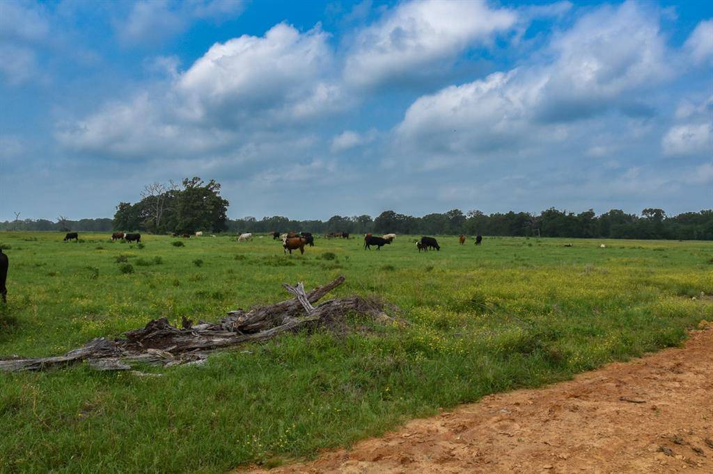 Grapeland, TX 75844,TBD CR 2210