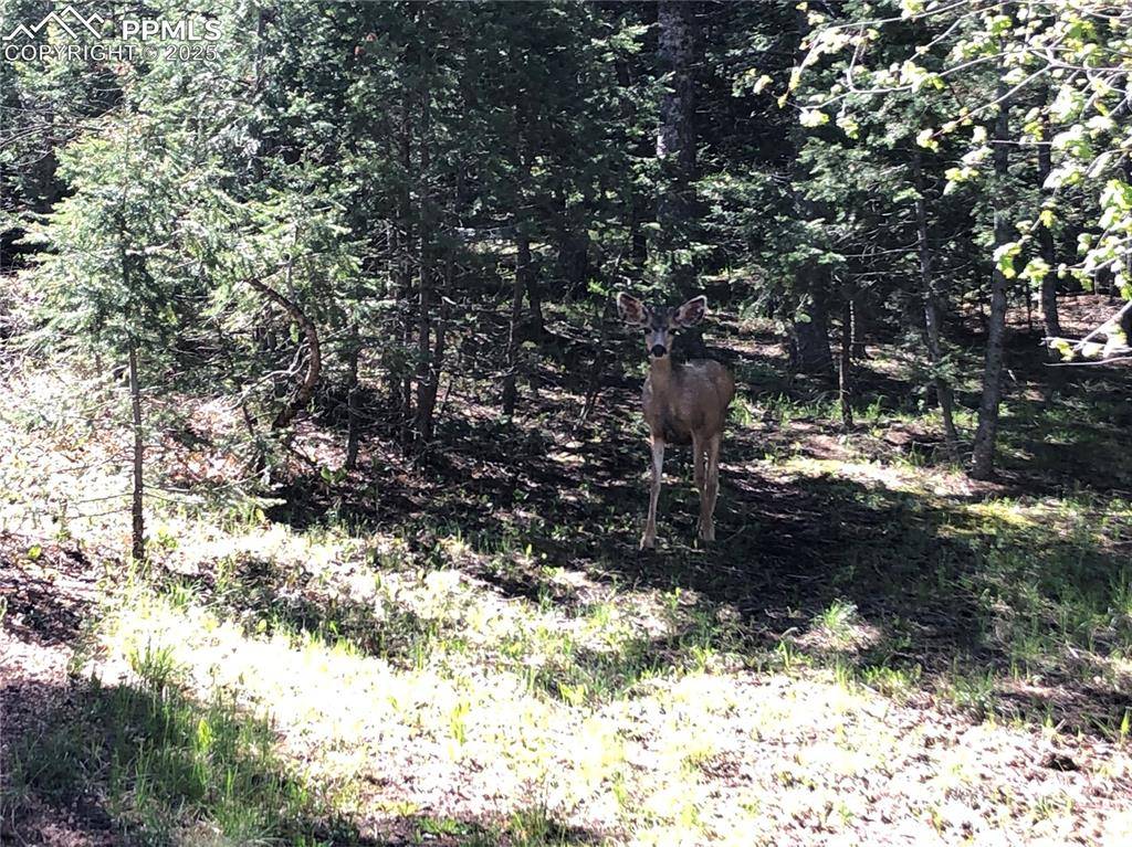 Manitou Springs, CO 80829,60 Oak Ridge DR