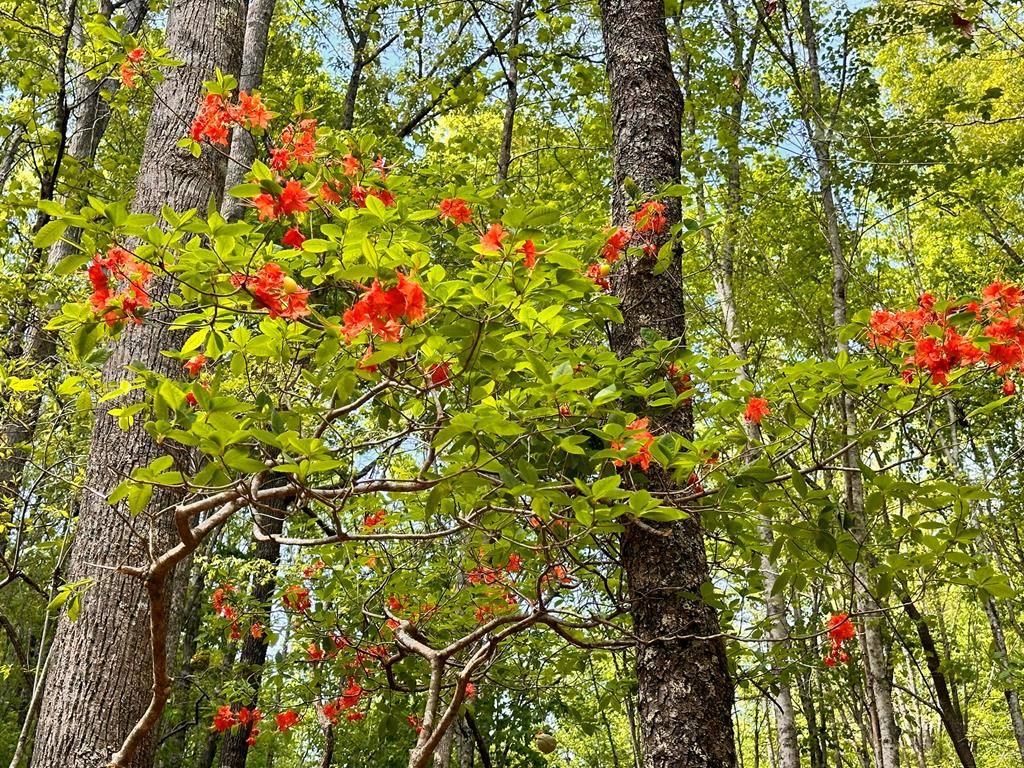 Hayesville, NC 28904,Lot 8 Settawig Overlook