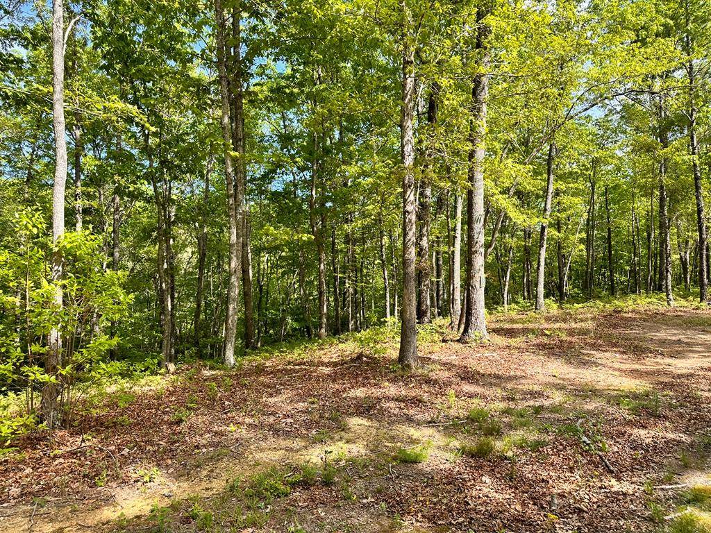 Hayesville, NC 28904,Lot 8 Settawig Overlook