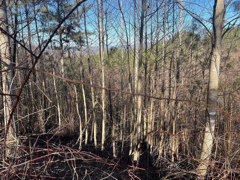 Blairsville, GA 30512,Lot 83 Ridge Peak View