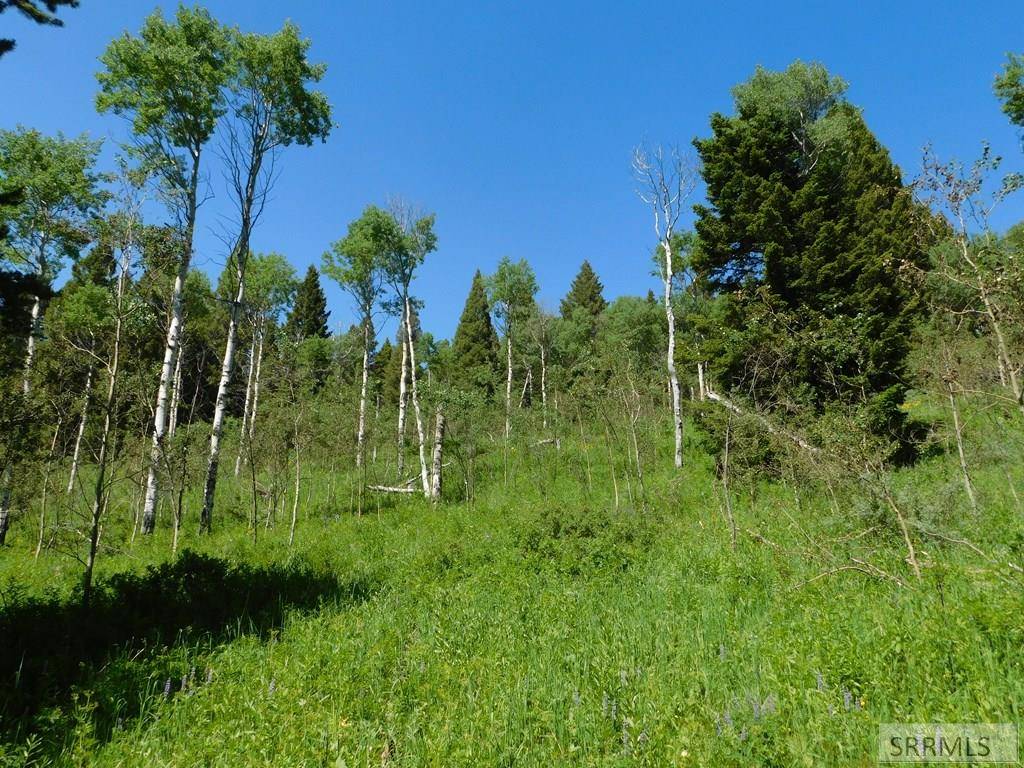Island Park, ID 83429,4907 Shadow Wood