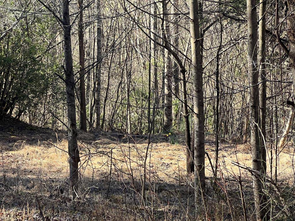 Hayesville, NC 28904,Lot 59C Mountain Harbour Lot