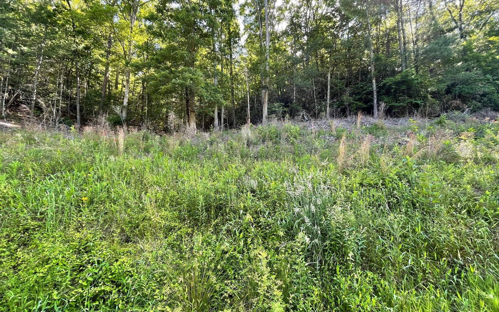 Hayesville, NC 28904,LOT 2 Fires Creek Road