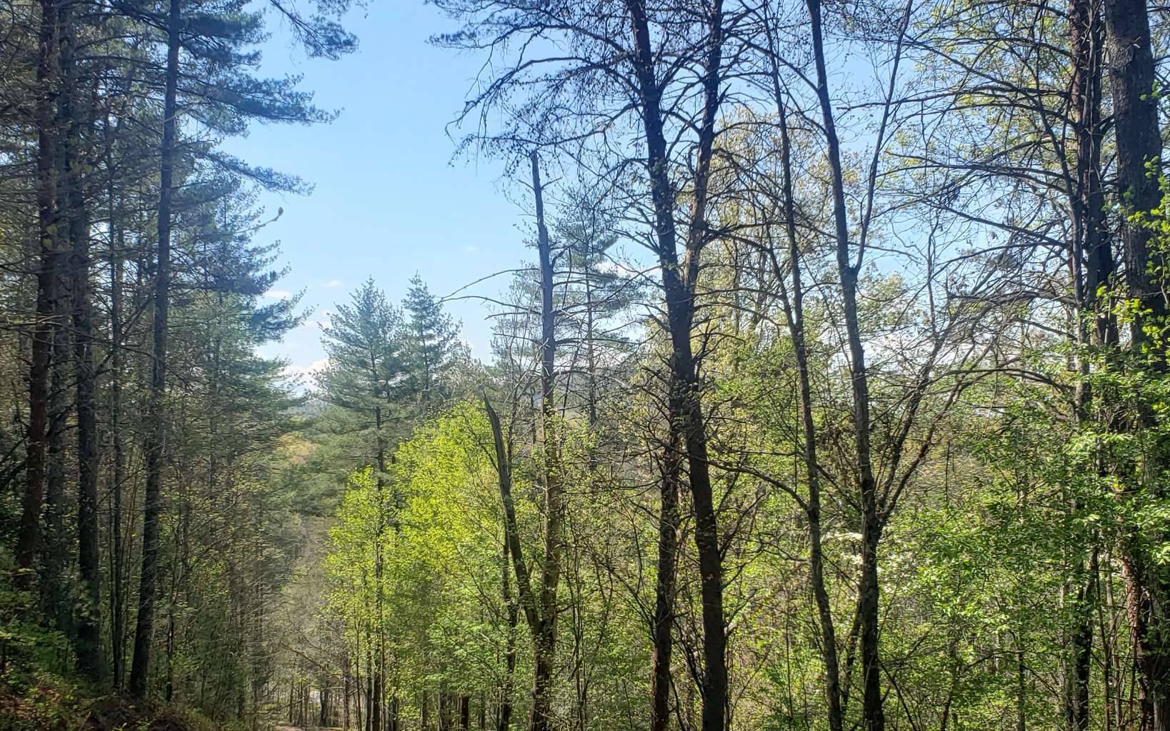 Mineral Bluff, GA 30559,0 Whispering Creek Drive