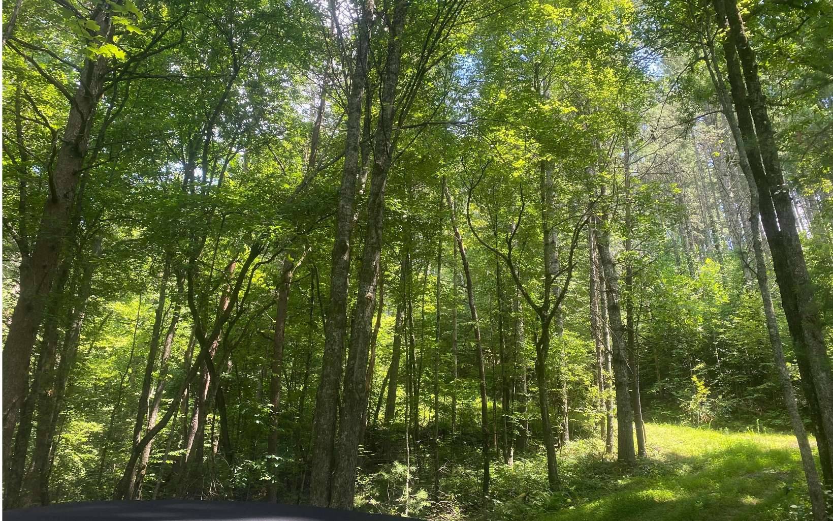 Mineral Bluff, GA 30559,0 Murphy Hwy