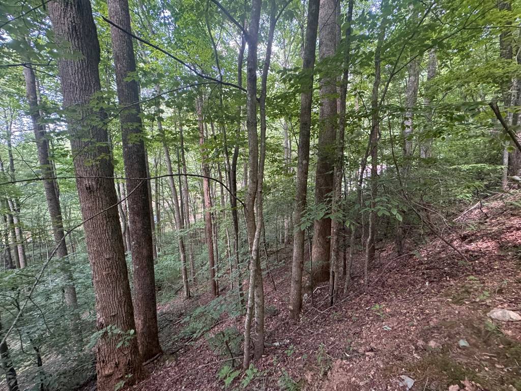 Rabun Gap, GA 30568,0 Favor Lane