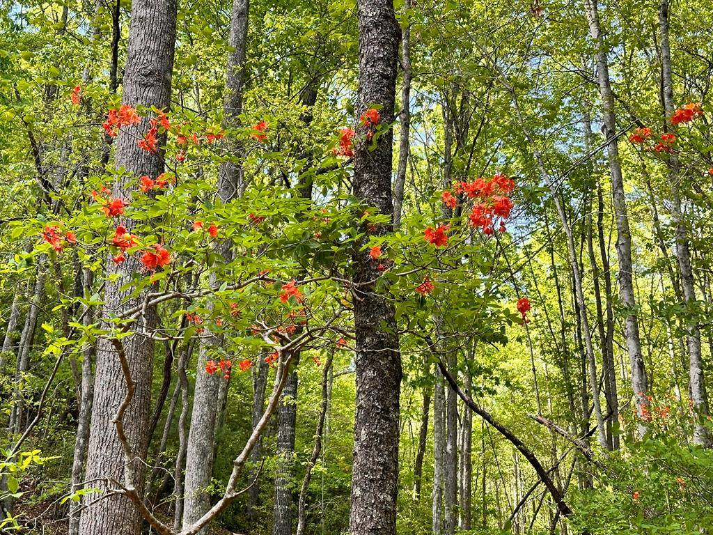 Hayesville, NC 28904,Lot 13 Settawig Overlook