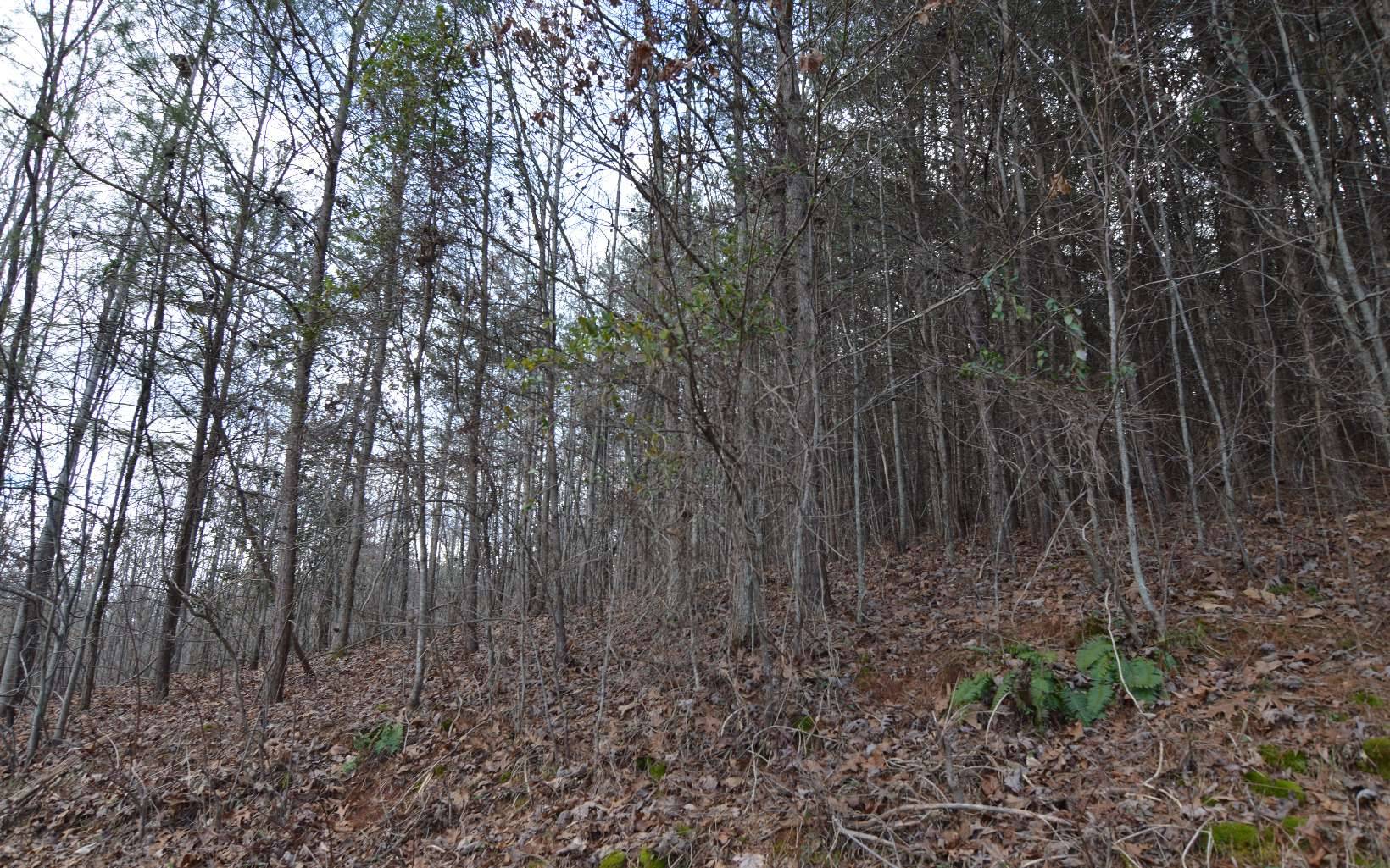 Hiawassee, GA 30546,LOT 4 Brer Fox Ridge