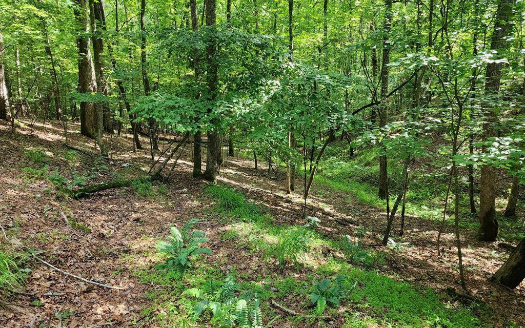 Ellijay, GA 30540,0 Oneida Circle