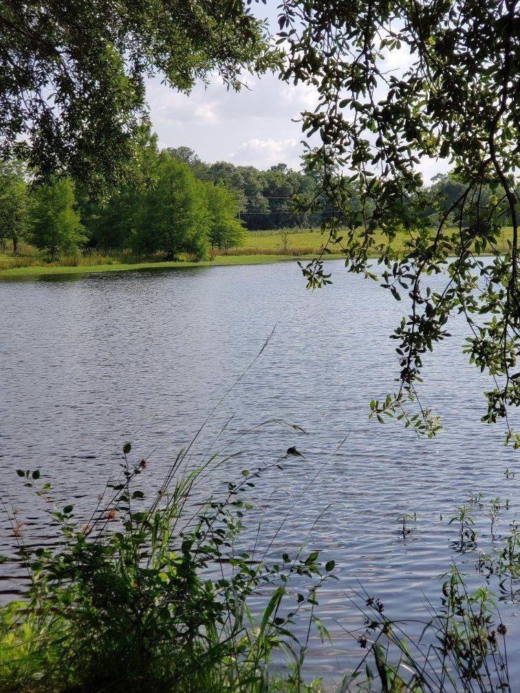Cairo, GA 39827,00 Wilcox