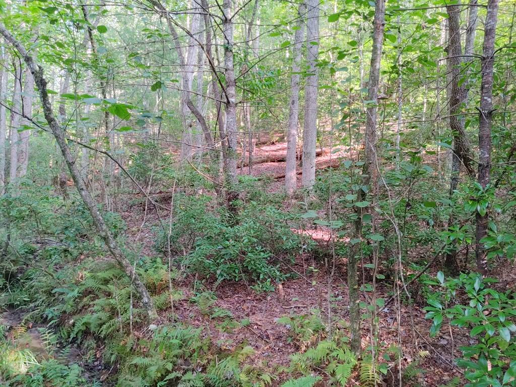 Mineral Bluff, GA 30559,0 Kaleb Trail