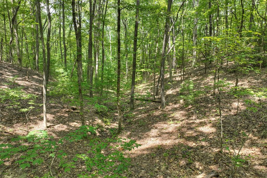 Mineral Bluff, GA 30559,7.89 AC Laurel Springs Road