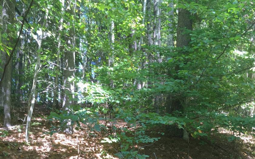 Hayesville, NC 28904,LOT 1 Red Oak Ridge