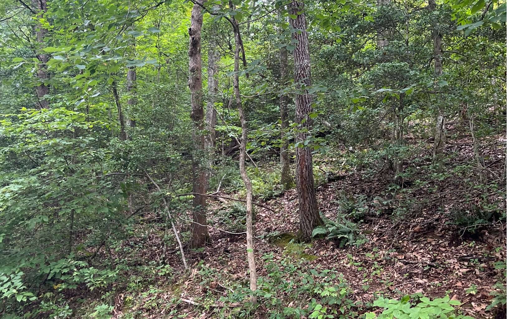 Hayesville, NC 28904,LOT 12 Kilpatrick Point Terrace