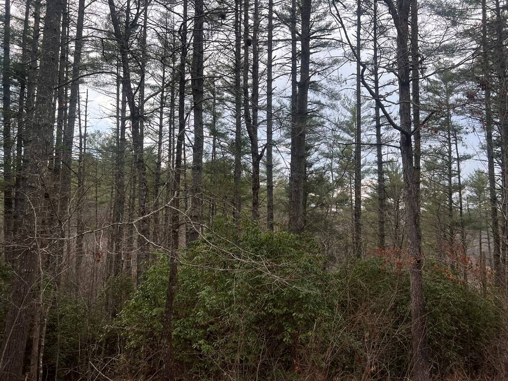 Mineral Bluff, GA 30559,63 Walker Ridge Way