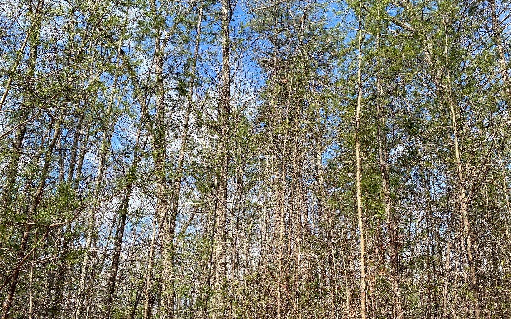 Blue Ridge, GA 30513,LOT3 Cohutta Overlook Ii