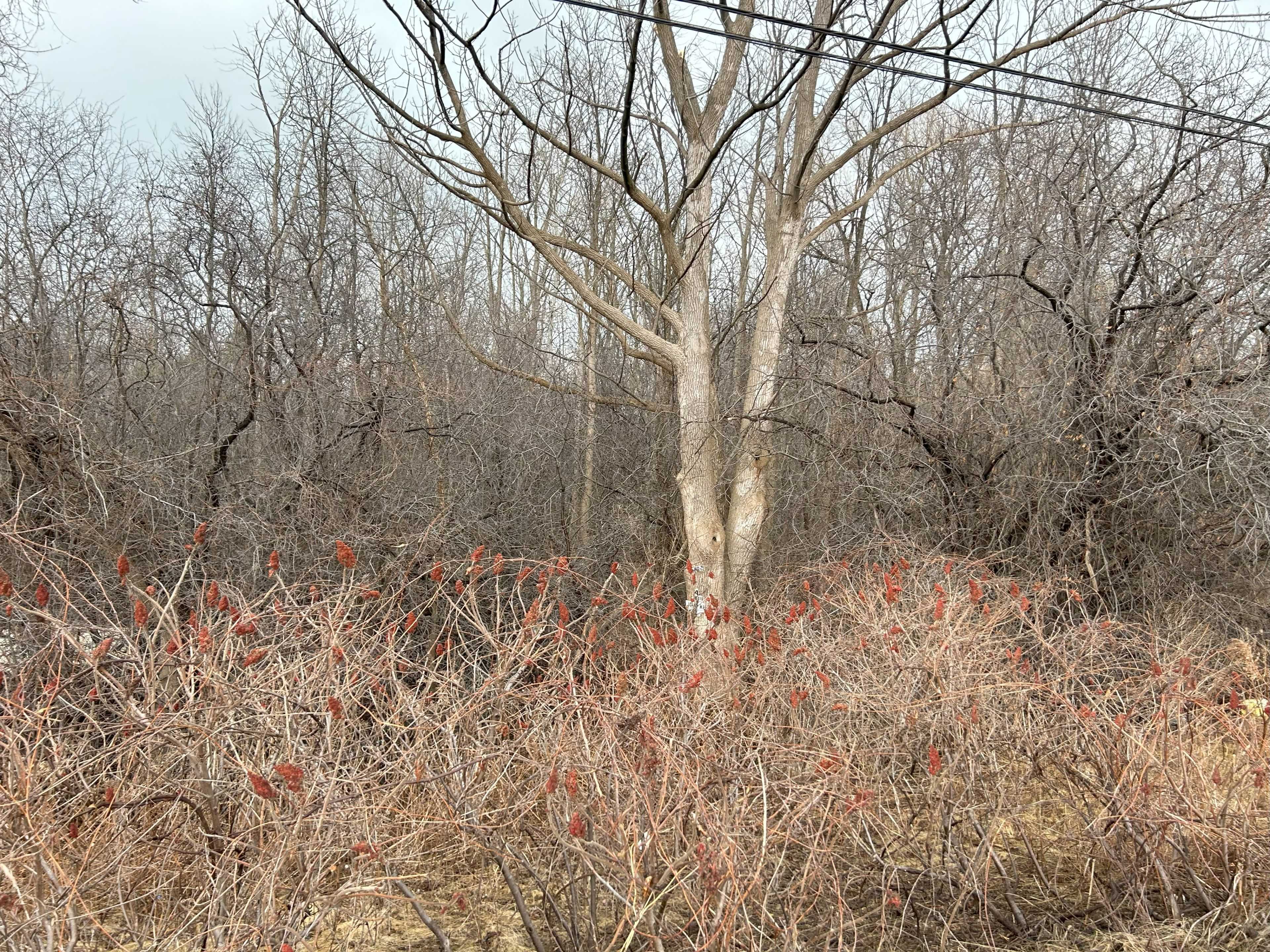 Collingwood, ON L9Y 2Z1,9736 Beachwood RD