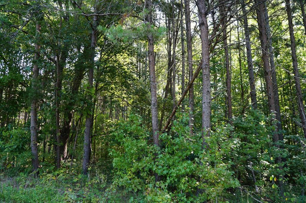 Nathalie, VA 24577,Felix Road