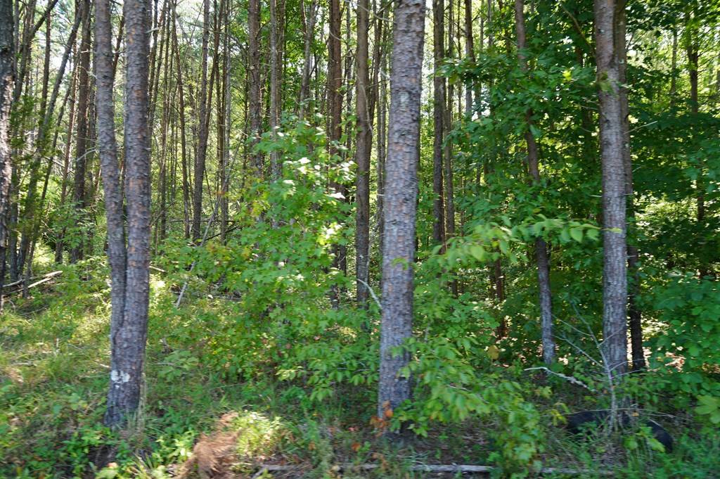 Nathalie, VA 24577,Felix Road