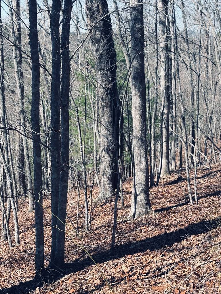Blue Ridge, GA 30513,LT 69&70 Bice Lane
