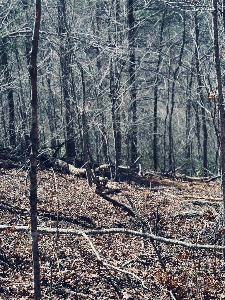 Blue Ridge, GA 30513,LT 69&70 Bice Lane