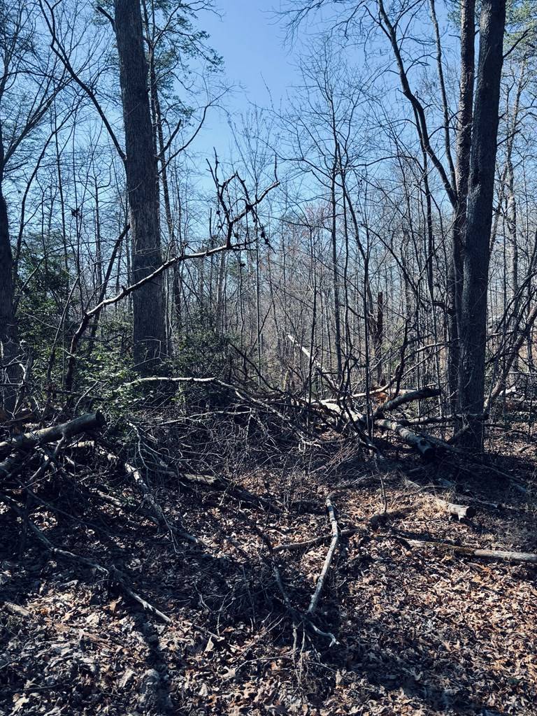 Blue Ridge, GA 30513,LT 74 Bice Lane