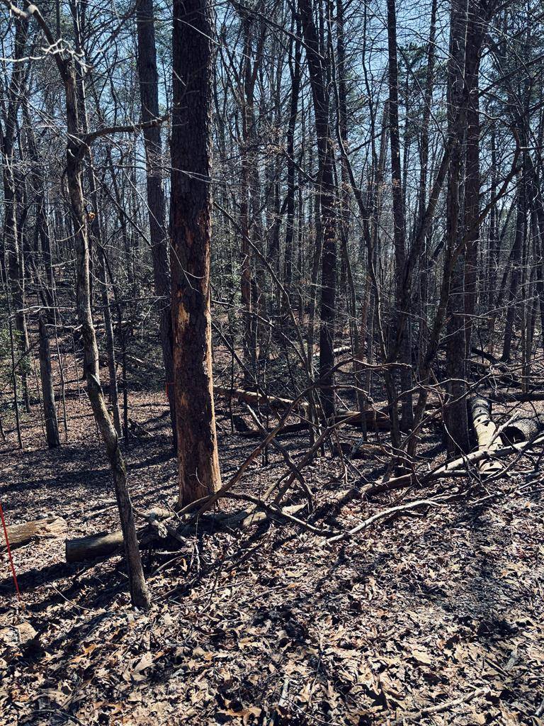 Blue Ridge, GA 30513,LT 74 Bice Lane