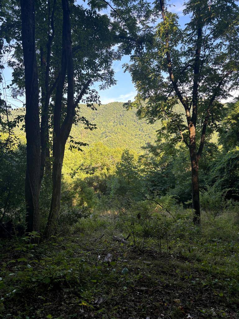 Tannersville, VA 24377,TBD Veterans Road
