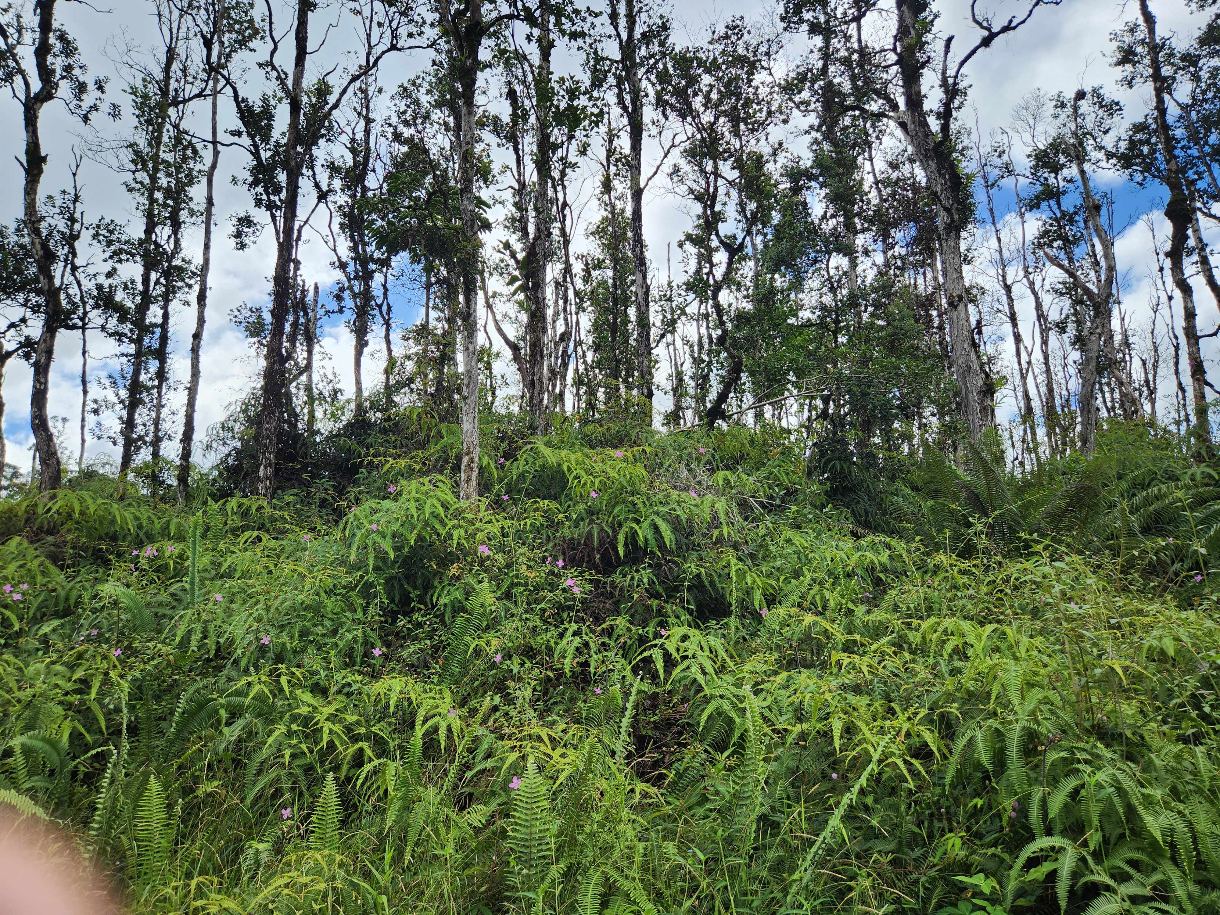 Pahoa, HI 96778,HOLIDAY RD