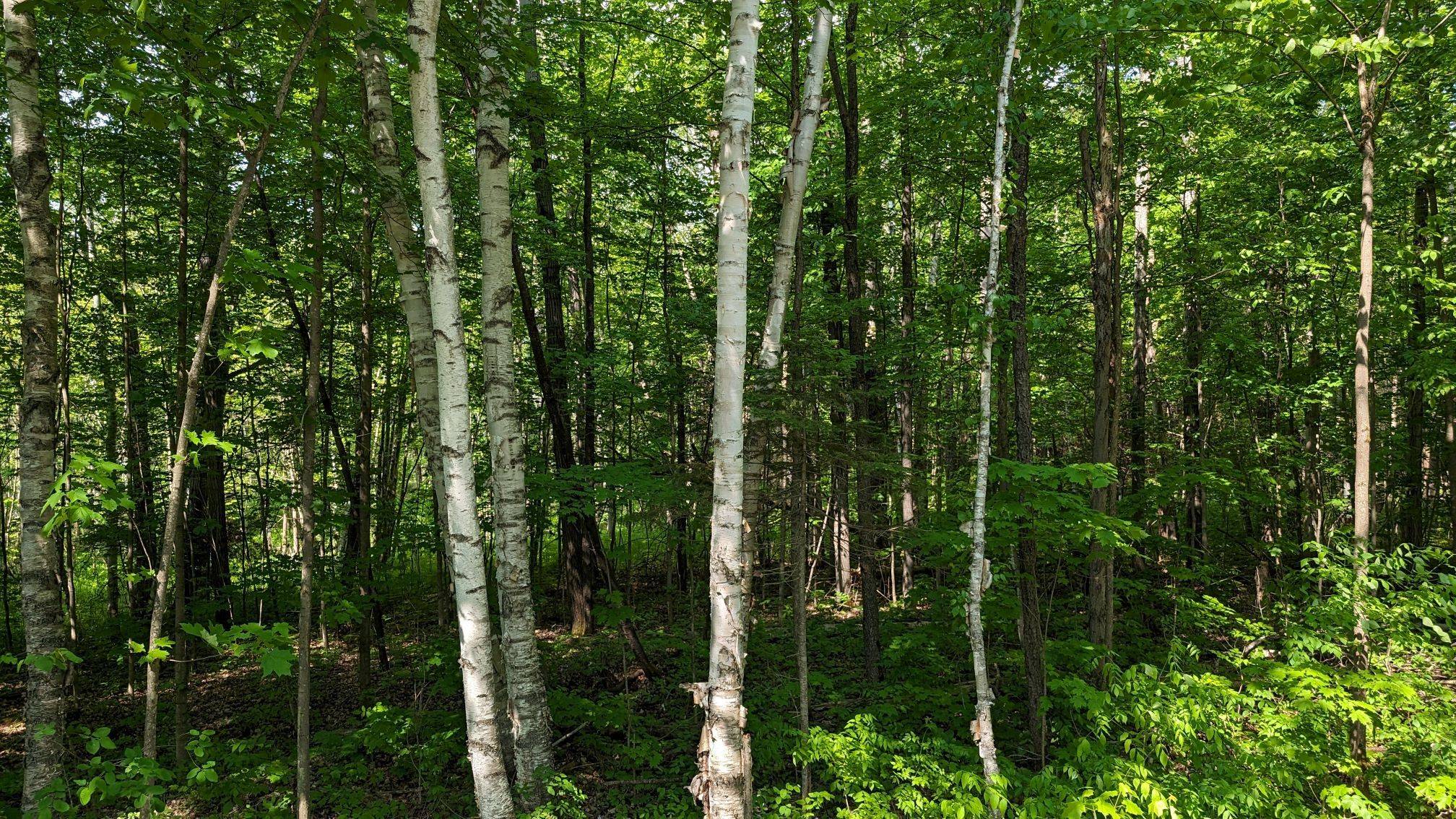Lake Of Bays, ON P1H 2E8,Lot 1 Tally-Ho Winter Park RD