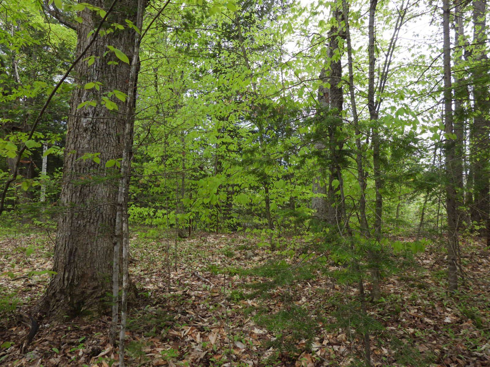 Mcnab/braeside, ON K7S 3G8,112 Mitchell LN